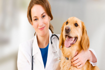 从医疗保险切入宠物管理，“宠信”要为你的爱宠建立专业的健康档案